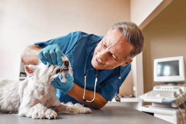 Best Emergency Treatment for Oral Infections in Central Garage, VA